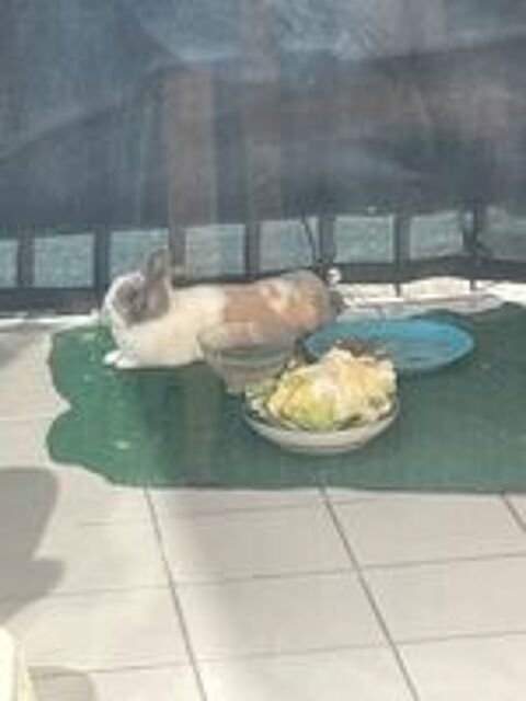   Don de lapin  