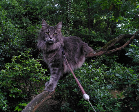 LES GENTLECOONS - Chaton Maine Coon LOOF à réserver 900 44000 Nantes