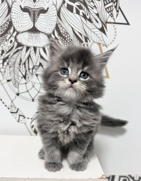 5 Magnifiques Tr&eacute;sor Maine Coon  450 68100 Mulhouse