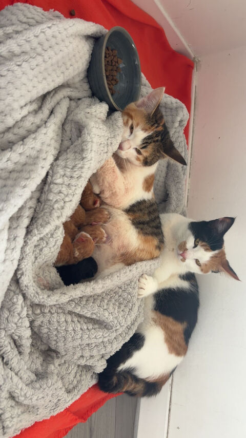 Don de chaton 0 83300 Draguignan