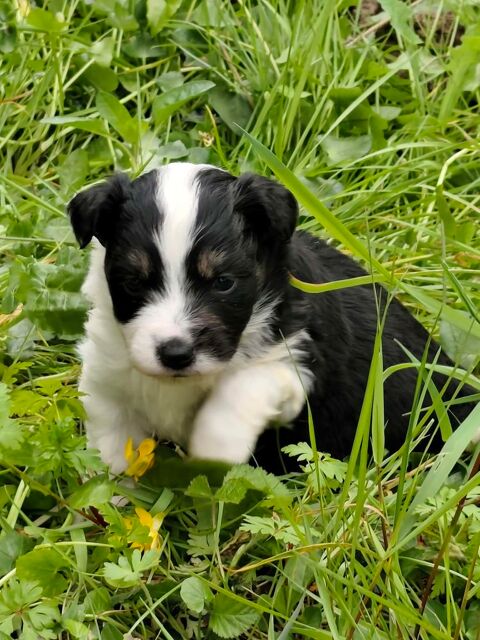 berger americain miniature LOF 1600 85440 Avrill�