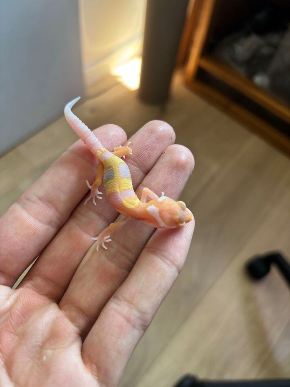 Gecko l&eacute;opard Accessoires