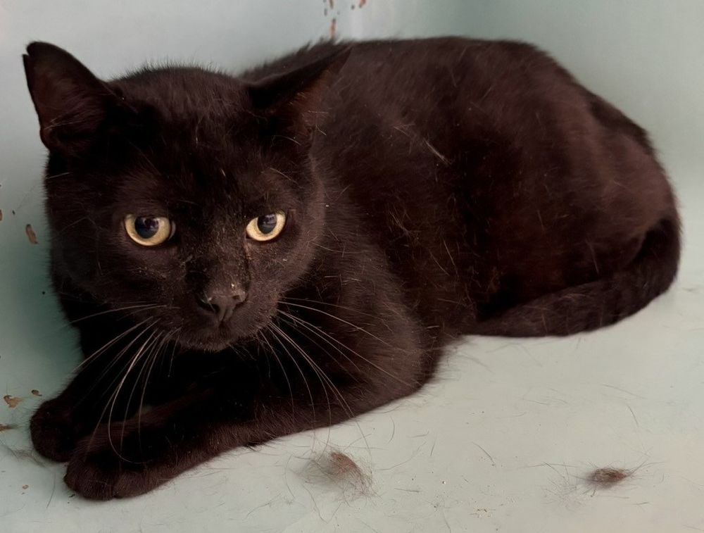   BURUNDI, chat noir, 4 ans  