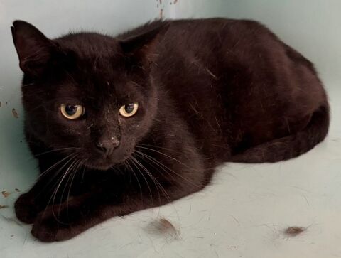 BURUNDI, chat noir, 4 ans 120 34500 Béziers