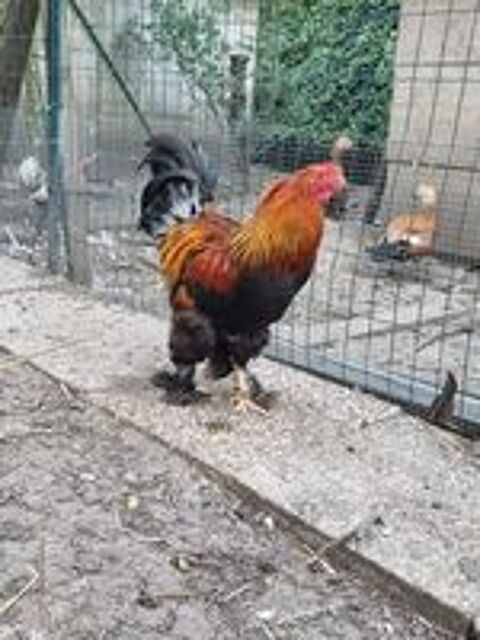   Poule et coq pondeuse et d'ornement  