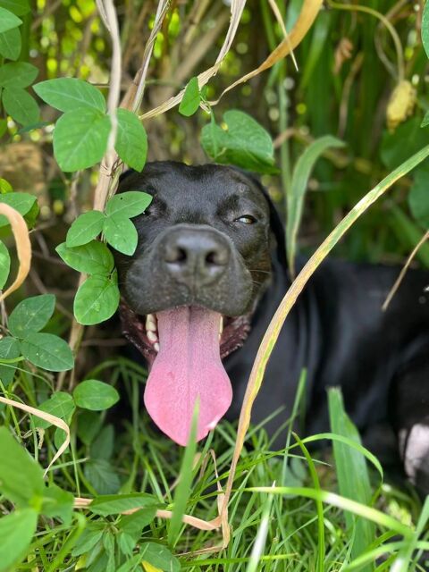 Tito, mâle croisé berger, né le 10/02/2022 &#128054; 380 91000 vry