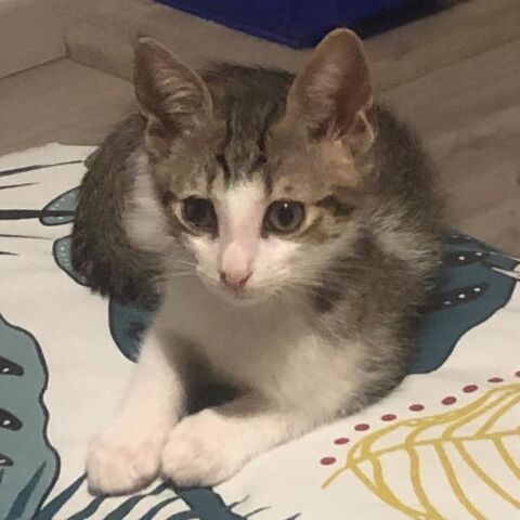 NAPOL&Eacute;ON, joli chaton &agrave; l'adoption 1 30200 Bagnols-sur-cèze