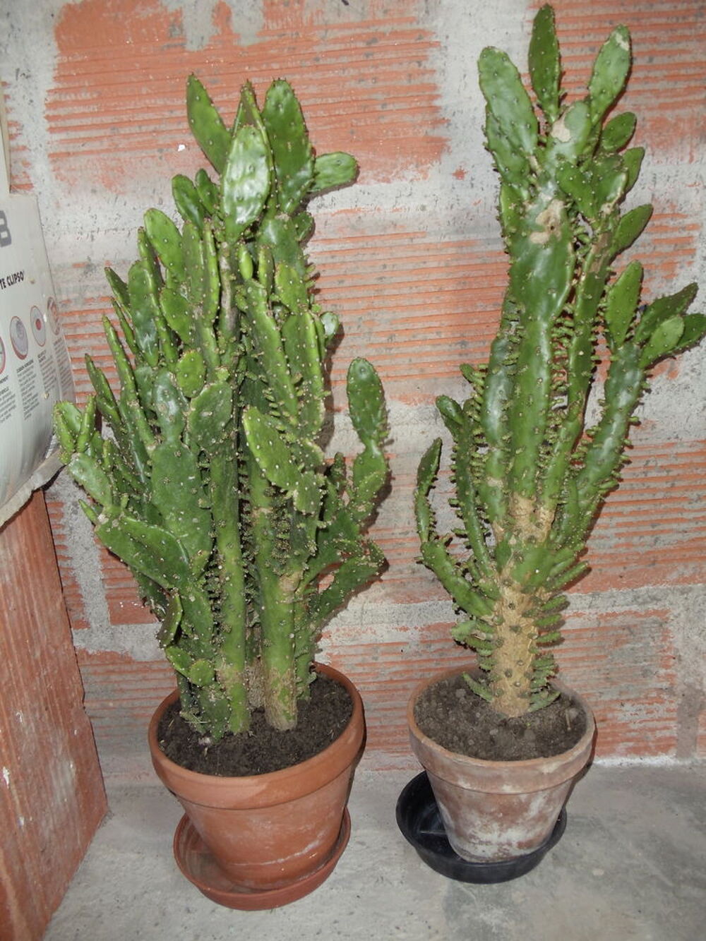 
Divers plantes - arbustes Jardin