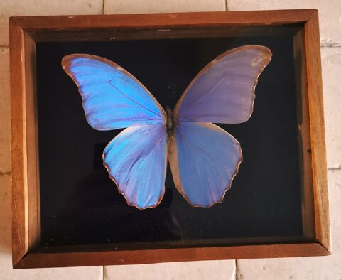 Papillon Morpho Didius naturalis 60 Challans (85)