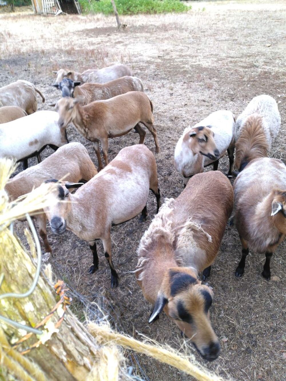   moutons Cameroun  