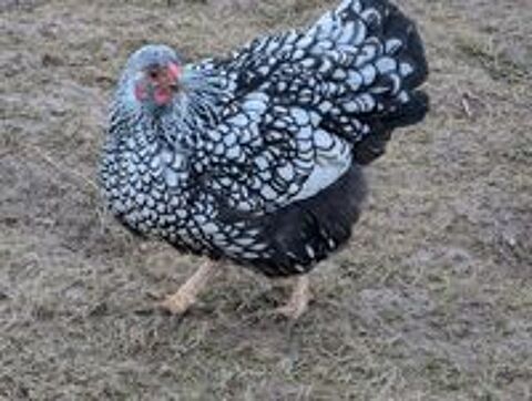   coq et poule vyandotte pur race 