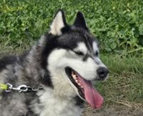   BOJKA husky 4 ans 