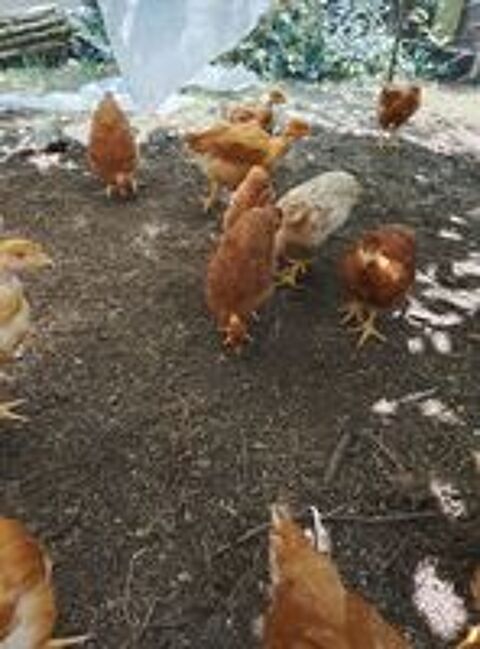   Poulets démarrés cou nu  tout venant  