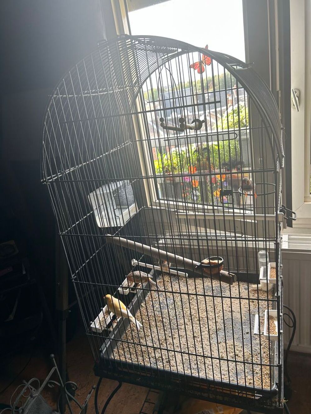 Cage pour oiseaux ou Perroquet avec couple deCanari et mandarin Jardin