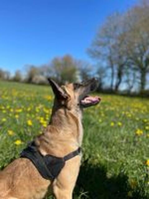   Sigurd - jeune mle malinois x berger allemand 