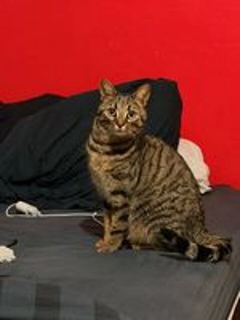   Don chatte adulte 2 ans 