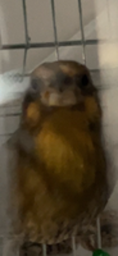   Roselin du Mexique  