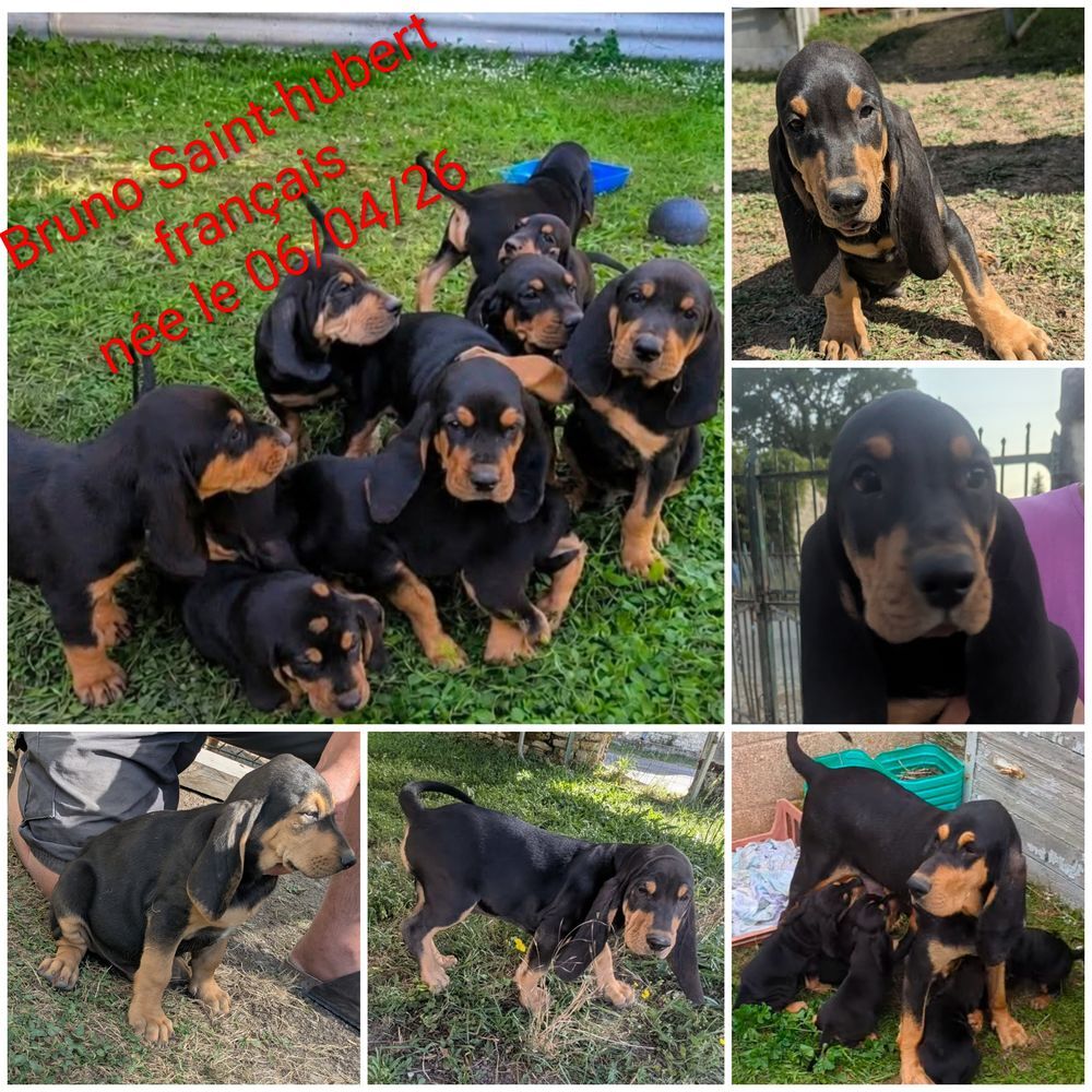   Chiots Bruno Saint Hubert 