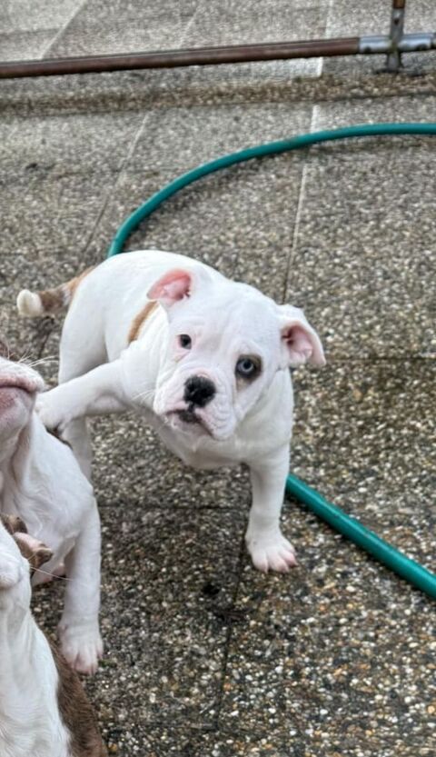 1 chiots femelle type old english bulldog non lof 76190 Hautot-le-vatois