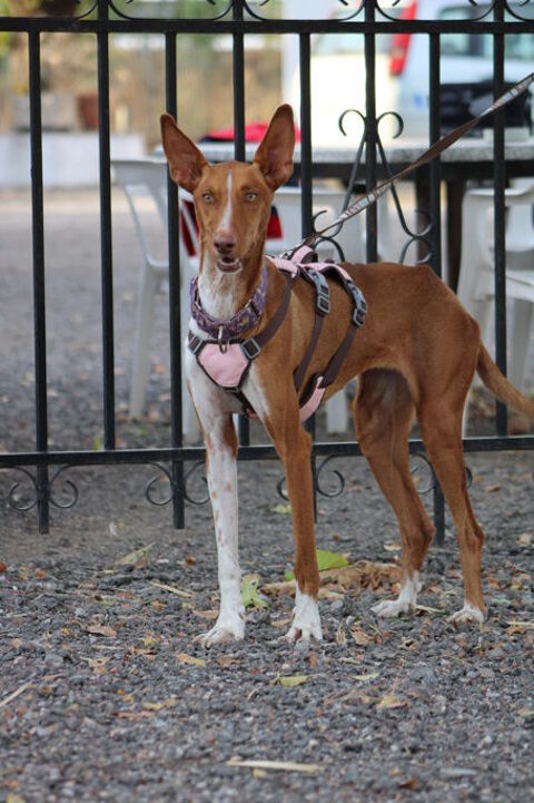 Reina, sublime podenca andalouse, 1 an et demi 315 24140 Douville