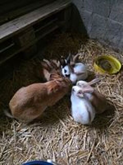   Bébé Lapin Fermier 