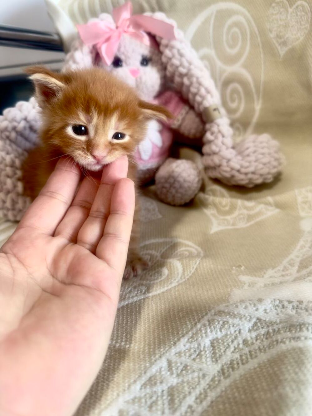   Magnifiques chatons Maine Coon 