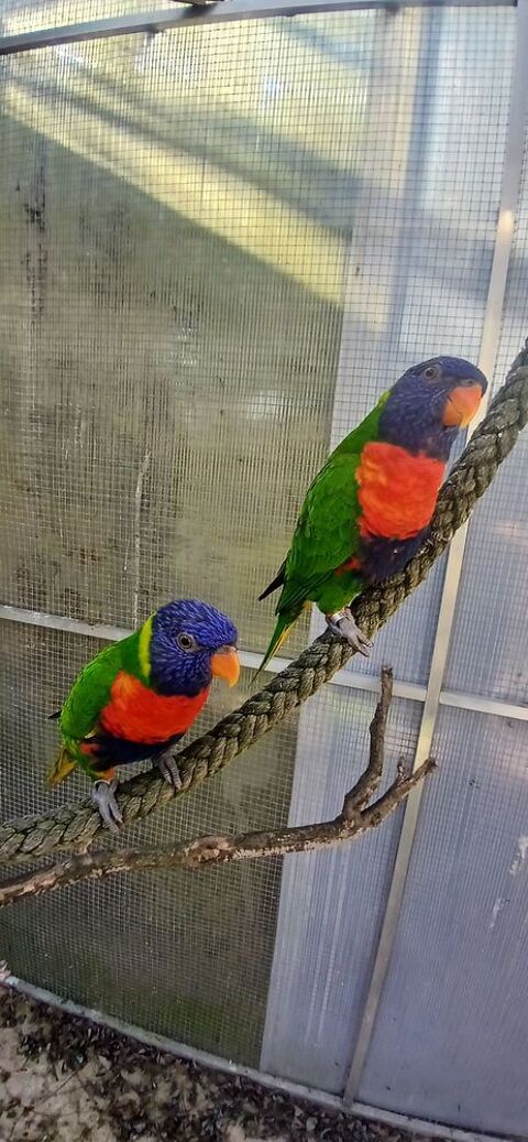 Loriquet de Swainson 200 40700 Hagetmau