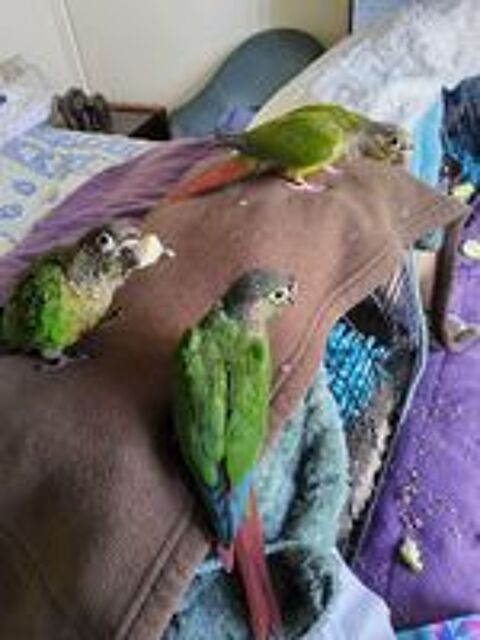   Jeunes conures EAM femelles  