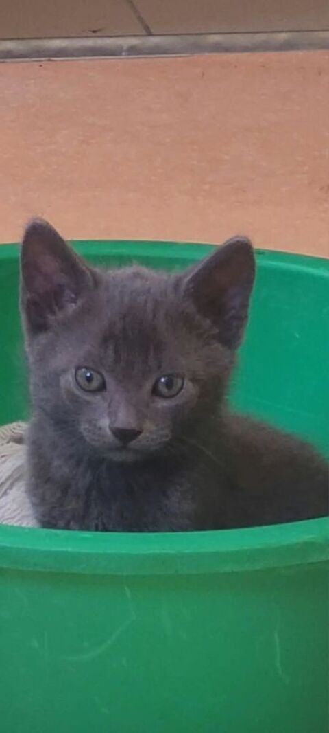 Chatons bleu russe 450 75013 Paris