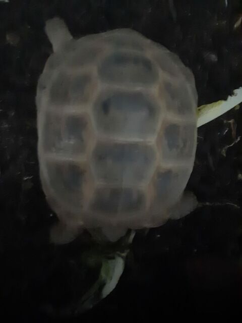 Tortues steppes 300 88200 Saint-nabord