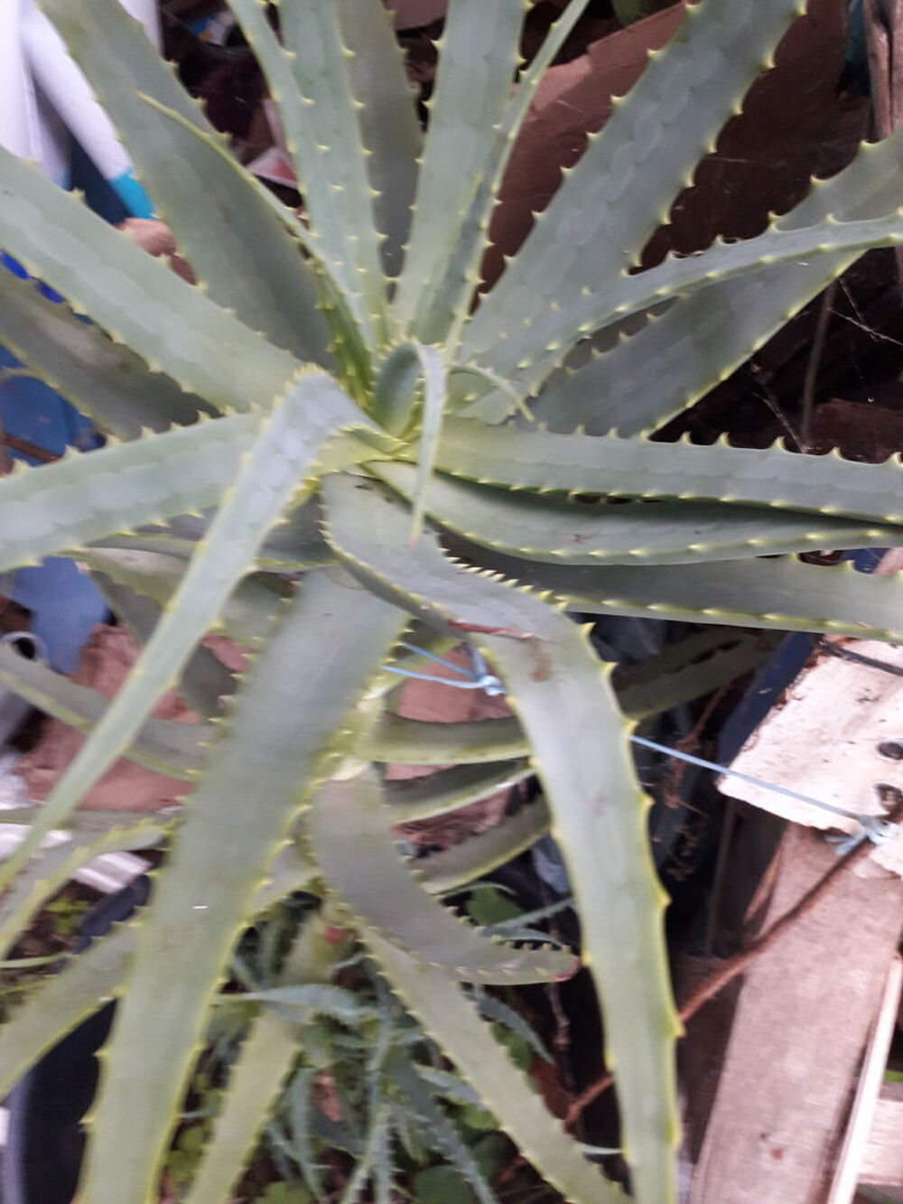 ALOES verra &amp; arborescent Jardin