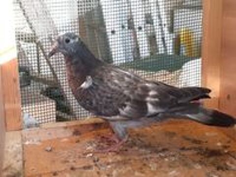   JEUNES PIGEONS COULEURS MOSAIQUES 