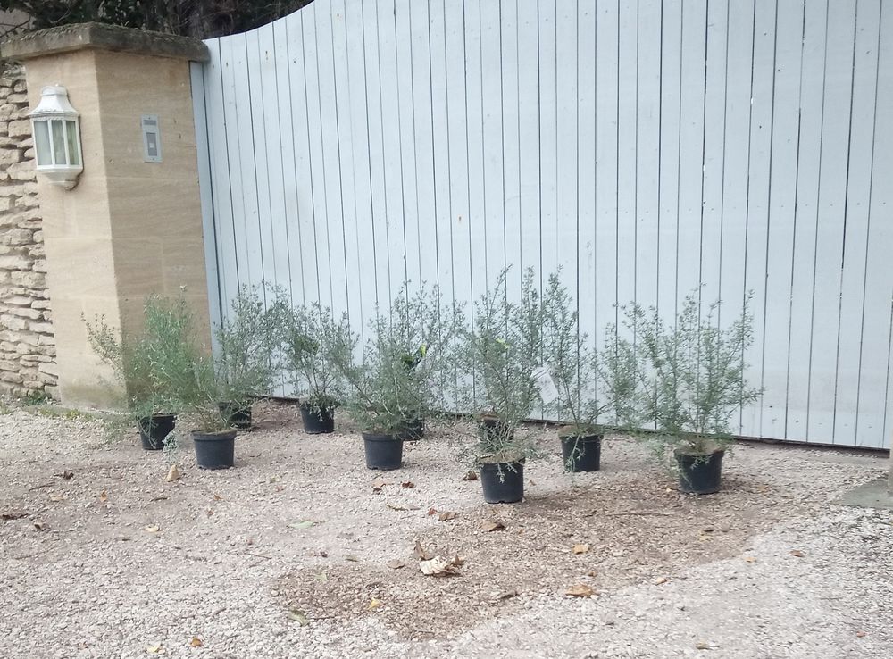 Romarin d'Australie 'Westringia en container 3 litres. Jardin