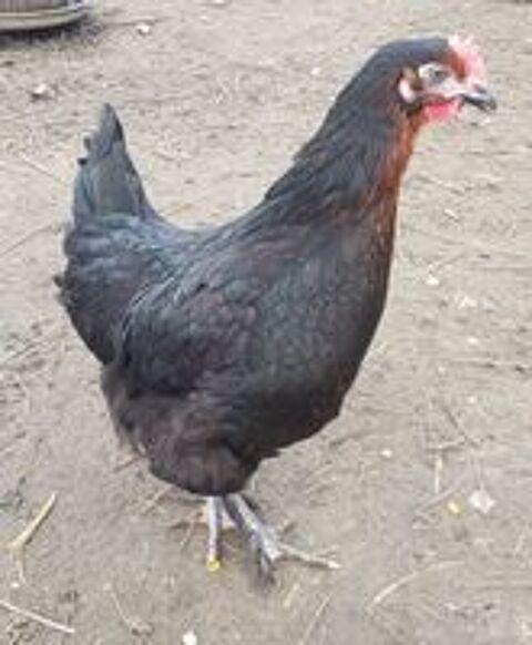   Poule Azur, noirans  