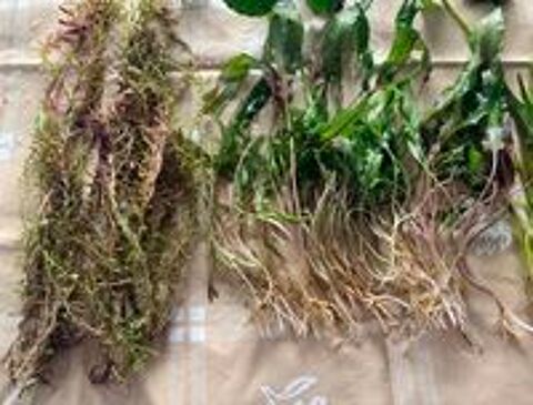   Plantes d'Aquarium : 18x Rotala Red, 40x Cryptocoryne, 40x V 