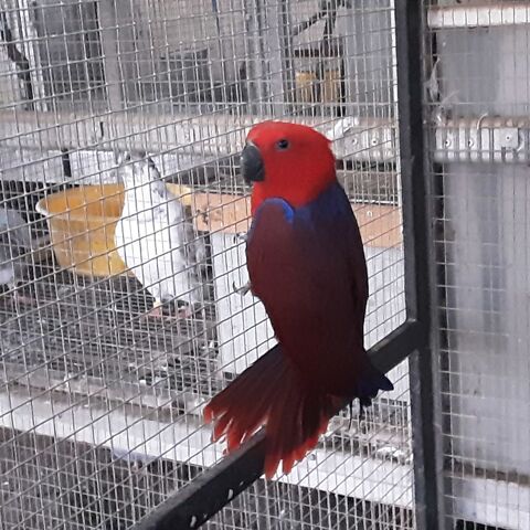 Eclectus 500 85290 Mortagne-sur-s�vre
