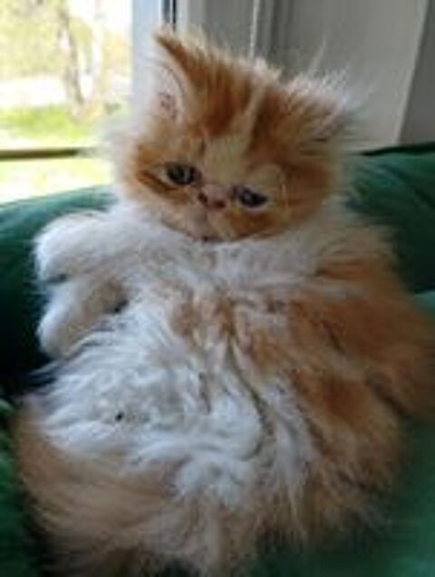   Magnifique Chaton PERSAN Mâle - Pure Race LOOF 