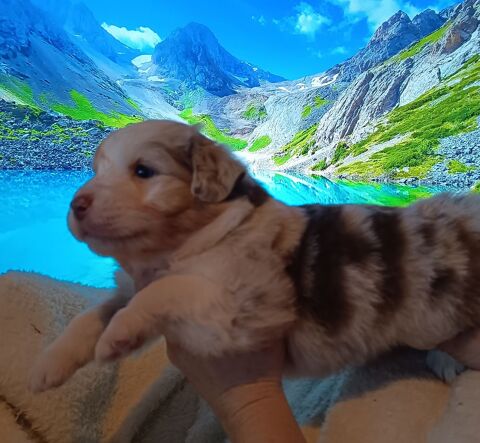 Chiots berger australien 1500 62360 Saint-�tienne-au-mont