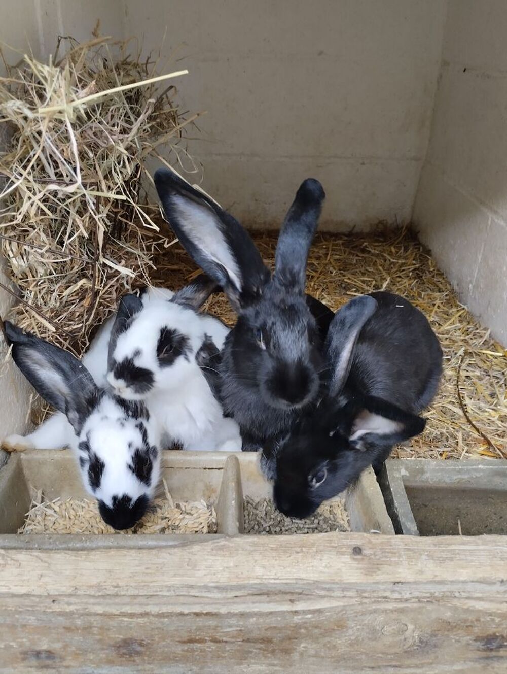   Lapins race papillon  