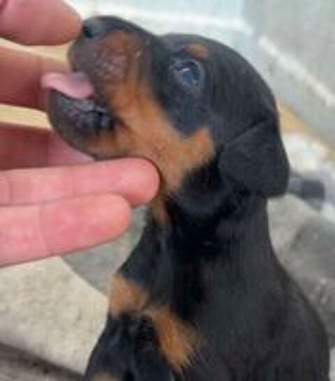   Jagd terrier mâle  