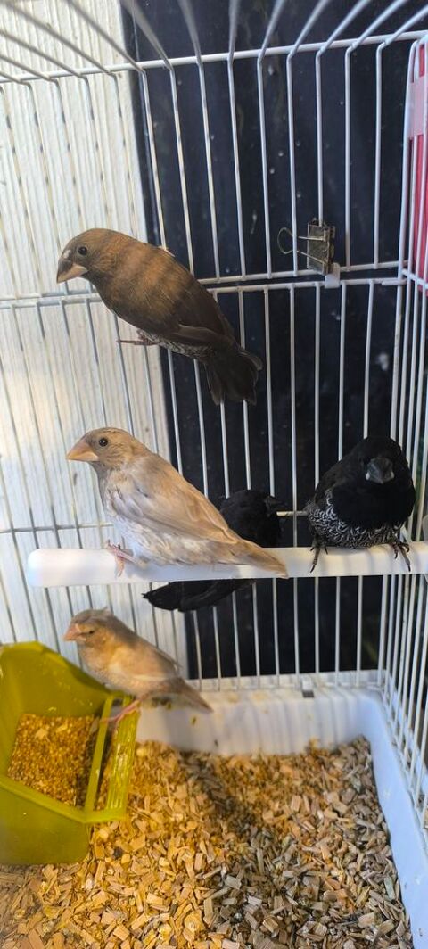 Moineaux du Japon 7 29860 Bourg-blanc