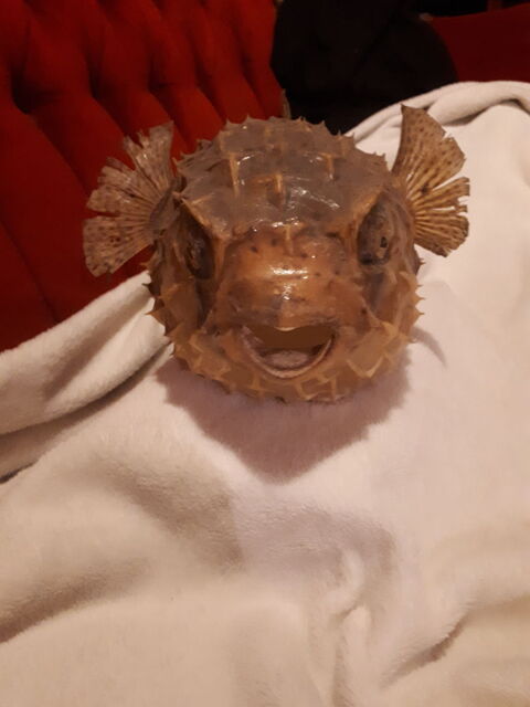 Poisson globe grosse taille 0 Brunoy (91)