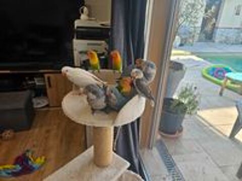   Conures souris EAM 
