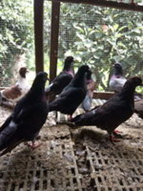   pigeons à manger. belles portions. 