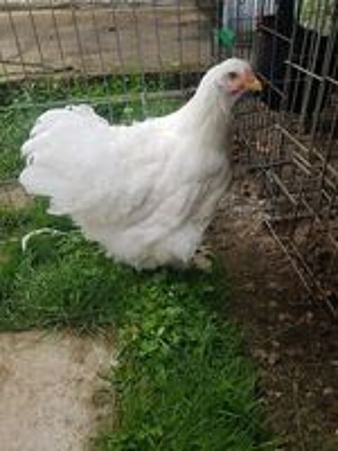    Couple poule et coq cochin blanc 