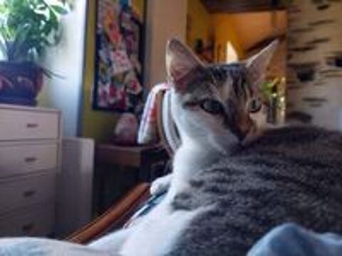   MILKA, jolie chatte tigr�e � adopter via l'association UMA  