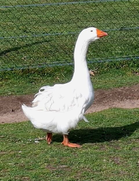 Oies males ou femelles fris&eacute;es et lisses 2025 50 42820 Ambierle