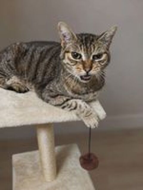   Ninou gentil chat calme cherche panier retraite 