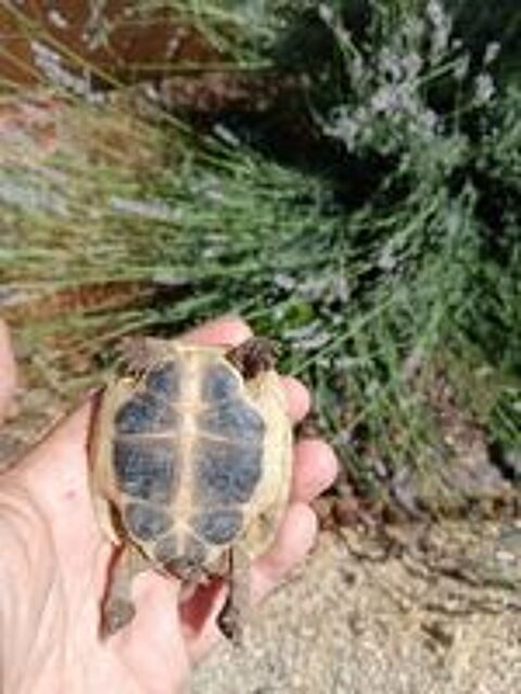   Tortue de terre 3 ans 