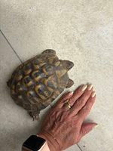   Tortue Herm 10 ans  